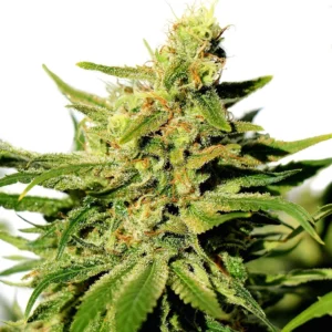 Cannatonic Seeds