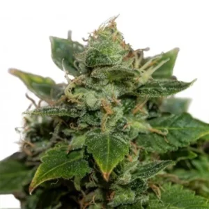 Jack Herer Auto