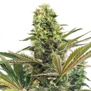 $100 OG Seeds