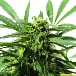 Afwreck Seeds