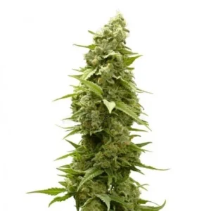 Agent Orange Seeds