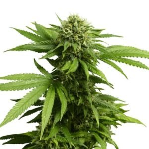 303 OG Auto