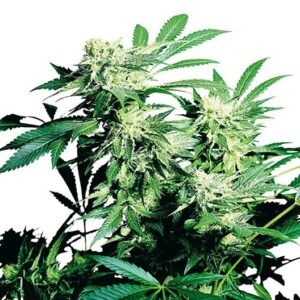 Alien Rift Auto