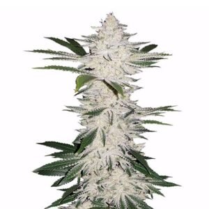 American Kush Auto
