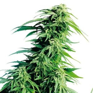 Ancient OG Seeds