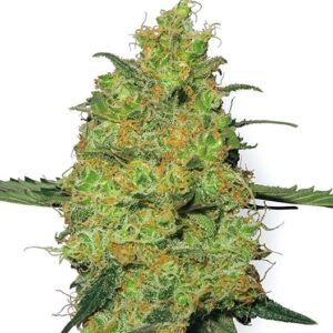 Anesthesia Auto