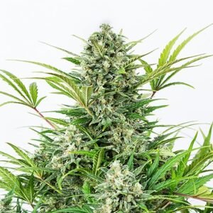 Aurora Indica Seeds