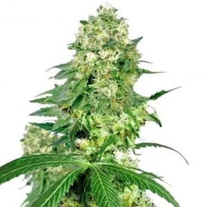 Big Buddha Cheese Seeds