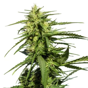 Black Diamond Seeds