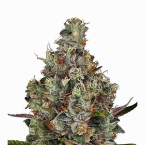 Blackberry Kush Seeds