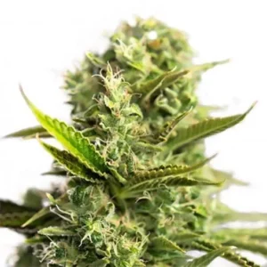 Blue Diamond Seeds