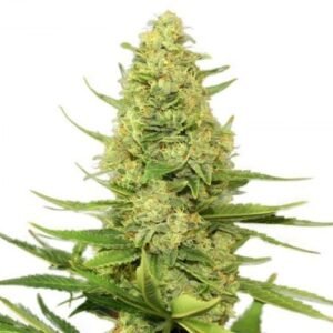 Blue Hawaiian Seeds