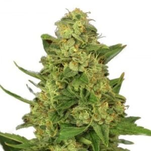 Blue Knight Seeds
