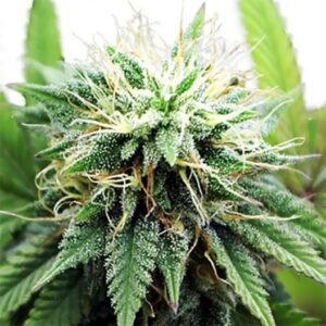 Blue Lights Seeds