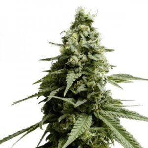 Blue Widow Seeds