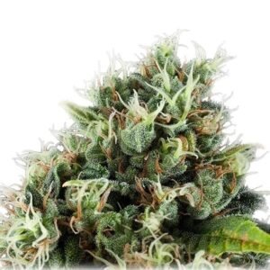 Bubble Gum Seeds