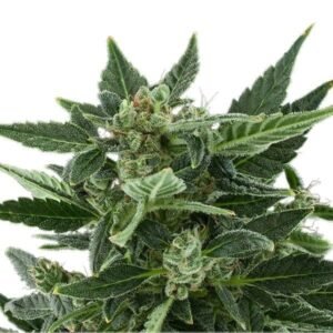 Cadillac Purple Seeds