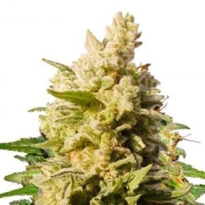 Cali Kush Seeds