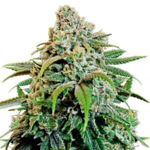 Canna-Tsu Seeds