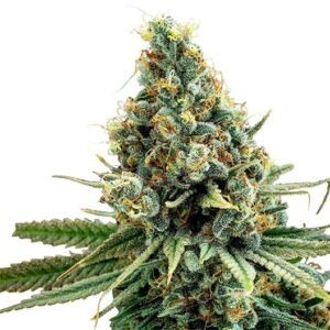 Cascadia Kush Seeds