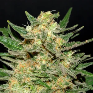 Charlie Sheen Auto