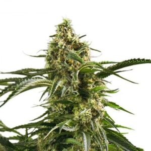 Cherry AK-47 Seeds