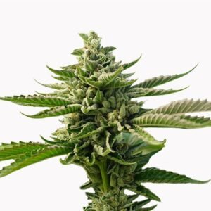 Cherry Kola Seeds