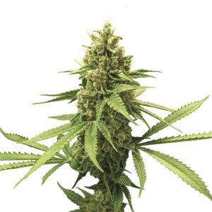 Chocolate Kush Seeds