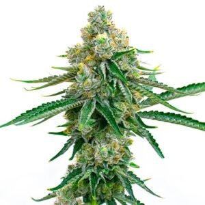 Colorado Bubba Seeds