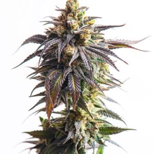 Cookie Breath Seeds
