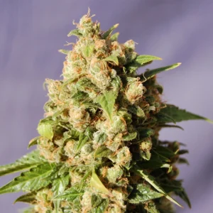 Cotton Candy Kush Auto