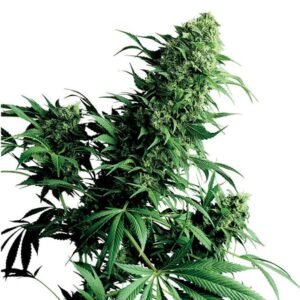 Critical Sensi Star Seeds