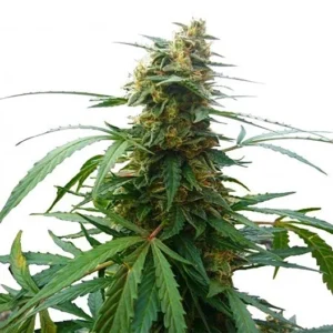 Darth Vader OG Seeds