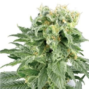 Dawgfather OG Auto