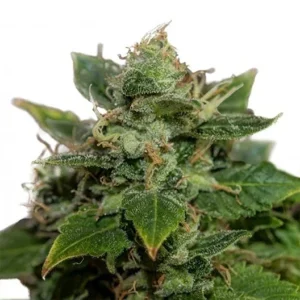 Deadhead OG Seeds