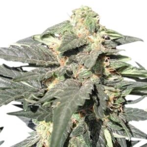 Death Star Auto