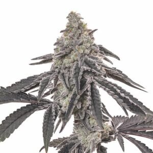 Death Star Seeds