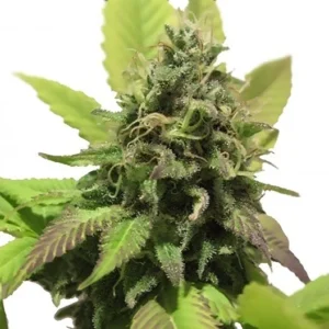Diablo Auto