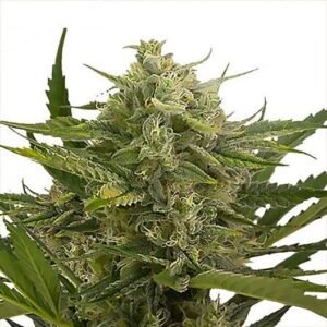 Dr. Who Auto