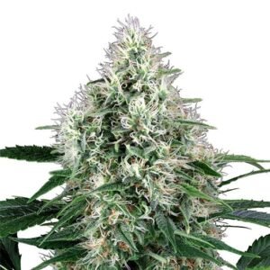 Extreme Cream Seeds