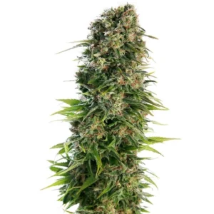FPOG Auto (Fruity Pebblez OG Auto)