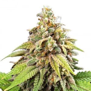 Galactic Jack Seeds