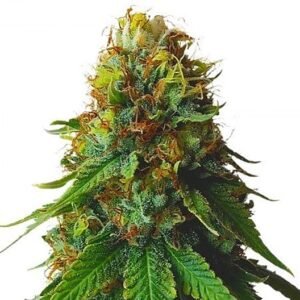 Godfather OG Seeds