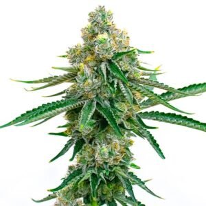 God’s Bubba Seeds
