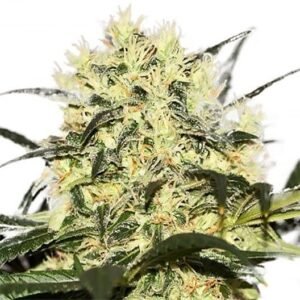 Goji OG Haze Seeds