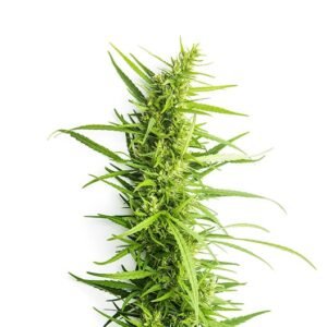 Grape Soda Auto