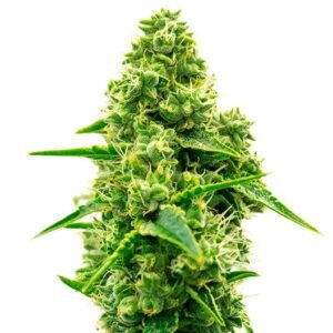Green Avenger Seeds