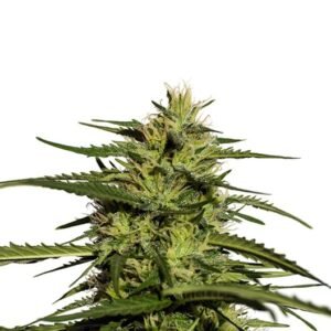 Green Poison Seeds