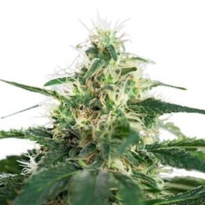 Hash Plant Auto
