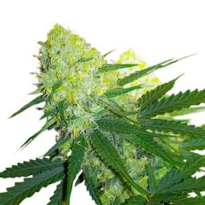Hawaiian Purple Kush Auto